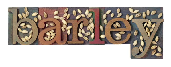 Ячменное слово и зерно — стоковое фото