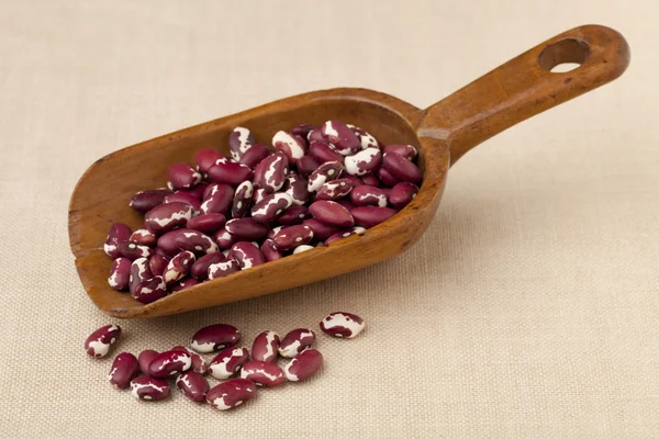 Rustic scoop of Anasazi beans — Stock Photo, Image