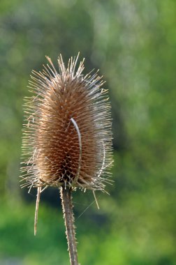 kurutulmuş thistle