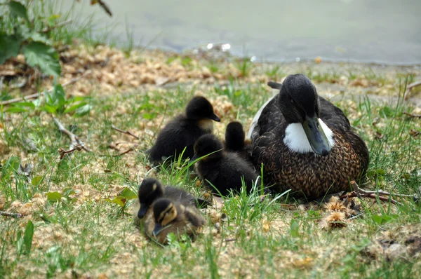 stock image Duck family