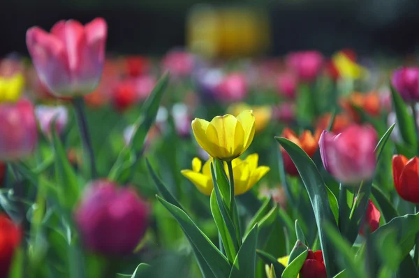 Champ tulipe — Photo