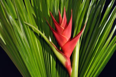 Heliconia Caribea