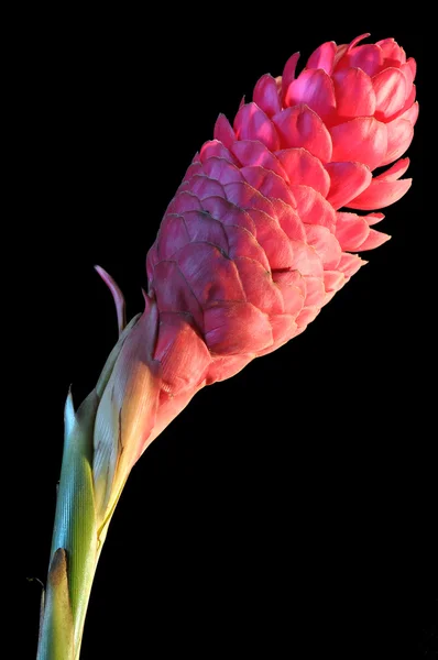 Czerwony kwiat imbiru — Zdjęcie stockowe