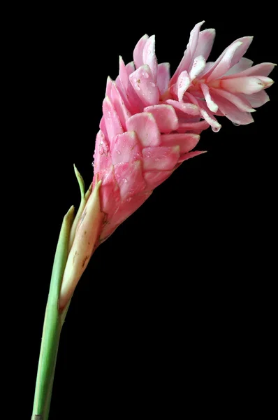 Ροζ λουλούδι τζίντζερ — Φωτογραφία Αρχείου