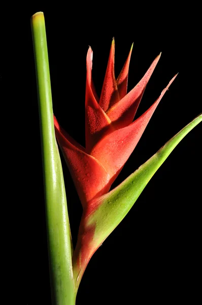 Heliconia Caribea — Stock Photo, Image