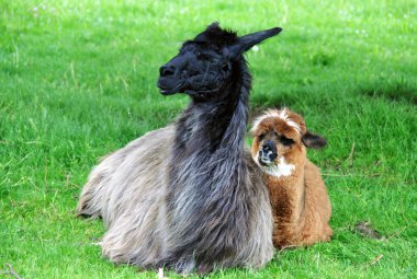 Alpaca family clipart