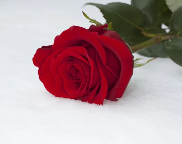 在雪地上的红玫瑰 — 图库照片