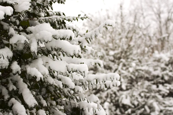 Snow on branches — Stock Photo, Image