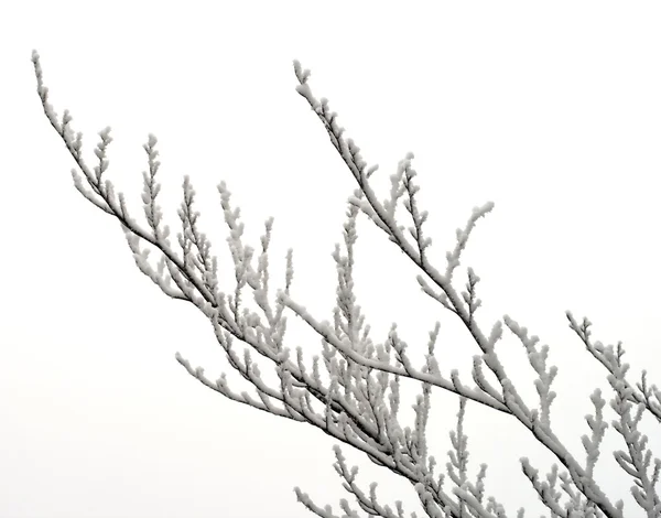 Снег на ветках — стоковое фото