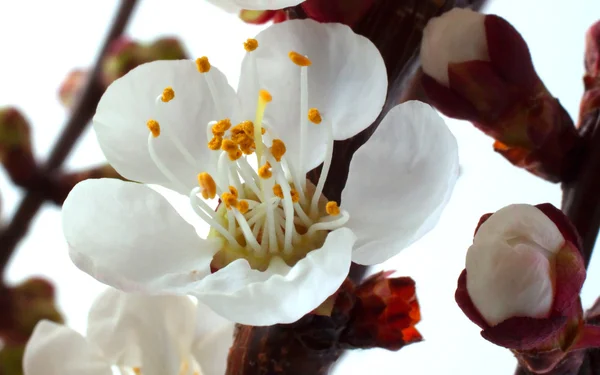Flor de damasco — Fotografia de Stock