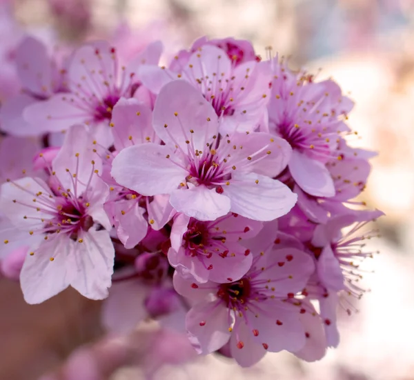 Perzik bloem — Stockfoto