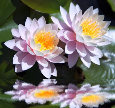 Waterlilies clipart