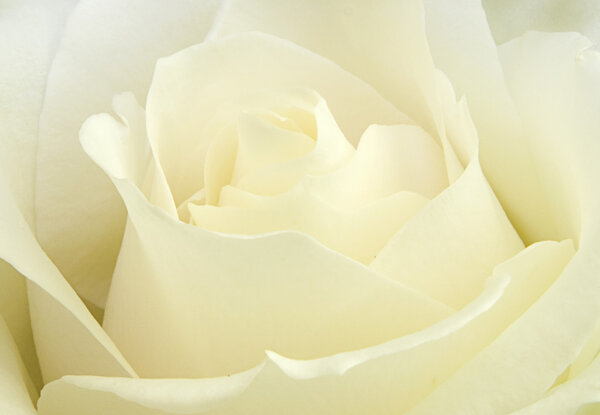 Macro closeup of a white rose