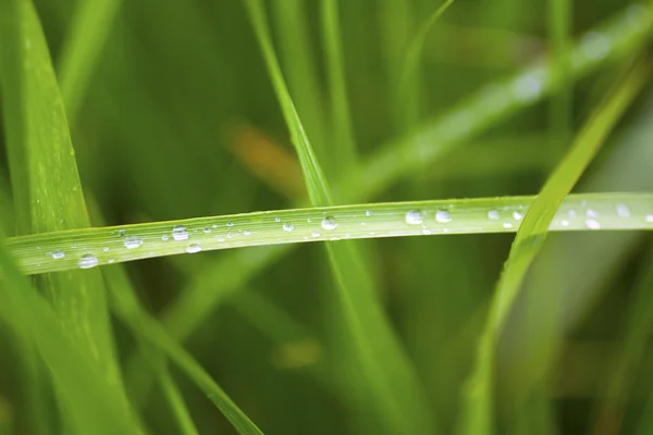 Źdźbło trawy — Zdjęcie stockowe