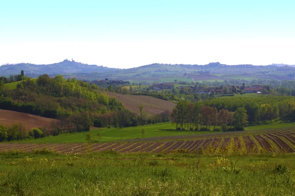 Landschap met wijnstokken — Stockfoto