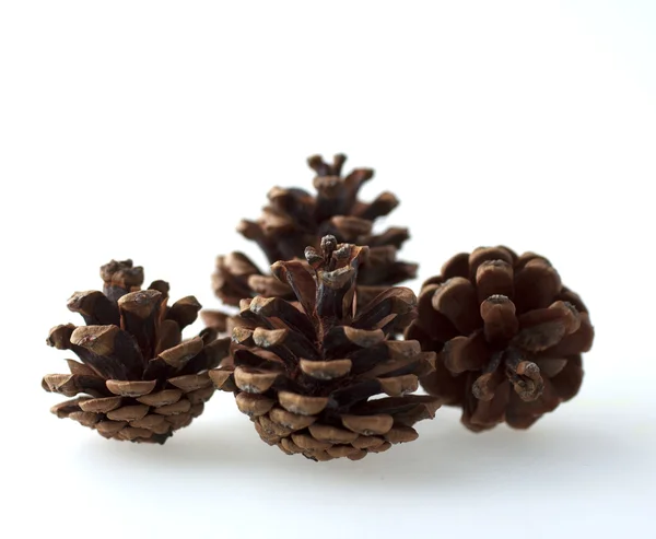 Pine cones — Stock Photo, Image