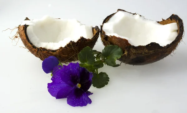 코코넛과 바이올렛 — 스톡 사진