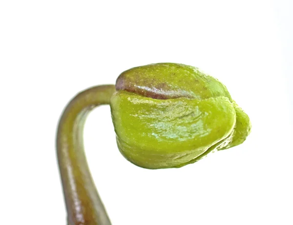 Sprout — Stock Photo, Image