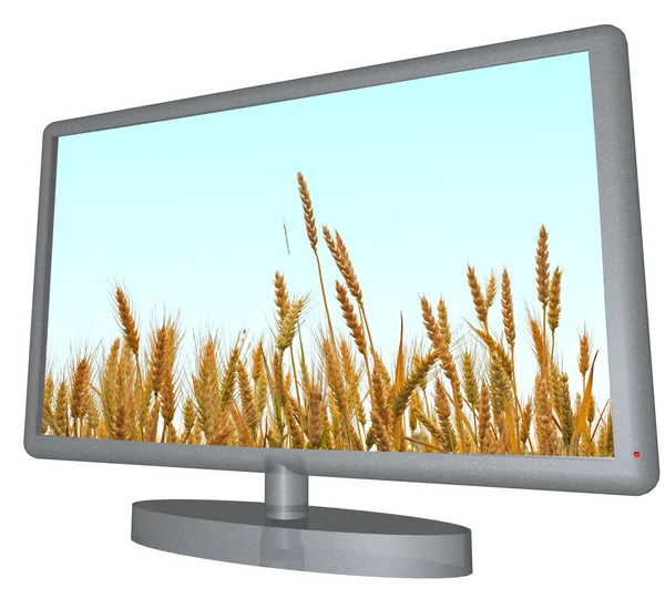 Wheat on tv — Stock Photo, Image