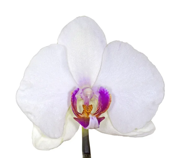 Orkideen – stockfoto