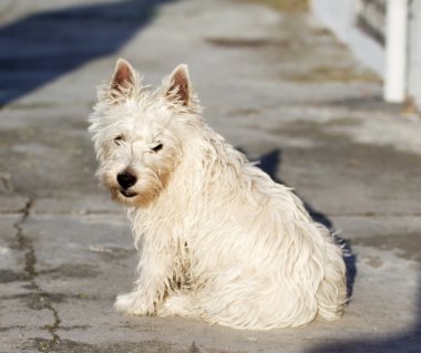 Batı yayla terrier