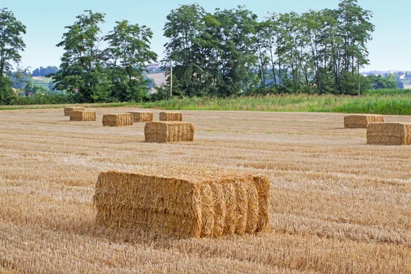 stock image Square bales