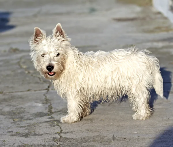 West Highlands Terrier — Stockfoto