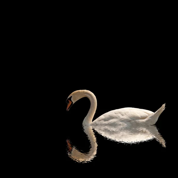 白鳥 — ストック写真