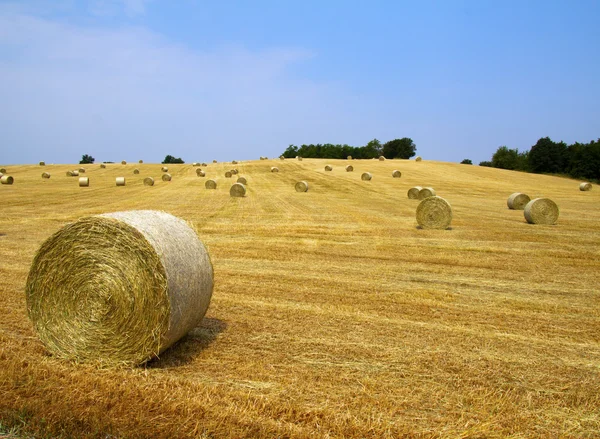 Bales on the field — Stock Photo, Image