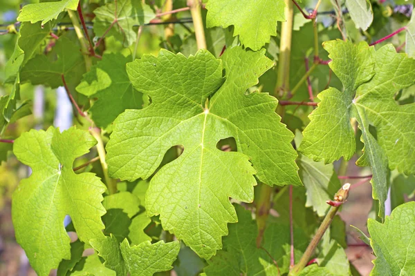 Liście winorośli — Zdjęcie stockowe