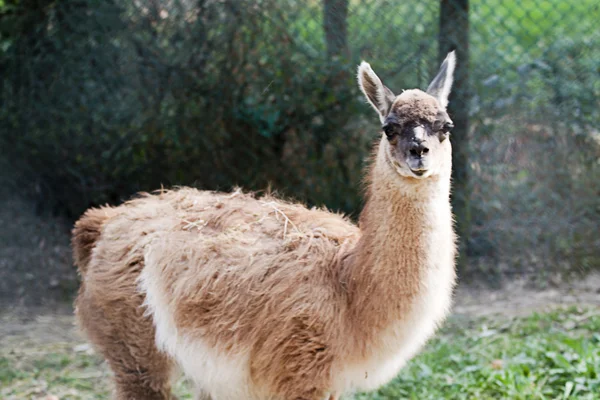 Lama — Stock Photo, Image