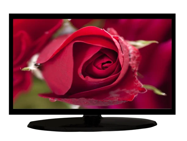 Vörös rózsa a TV-ben — Stock Fotó