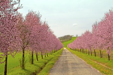 Peach trees clipart