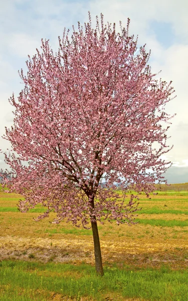 Persiko träd — Stockfoto