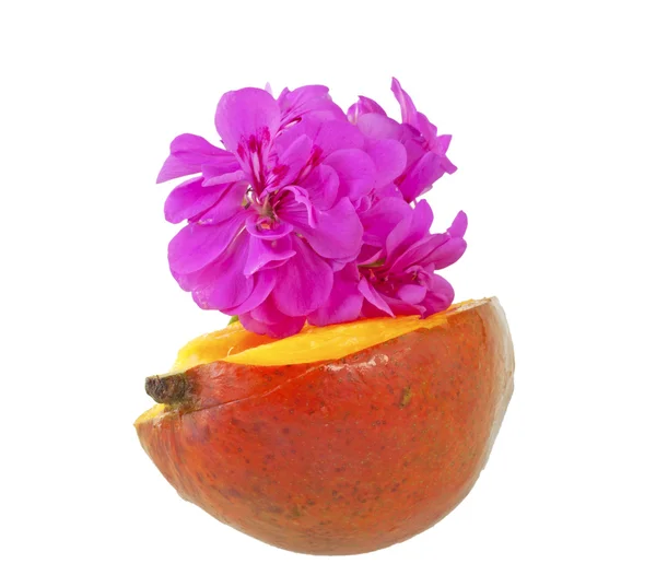 Mango i geranium — Zdjęcie stockowe