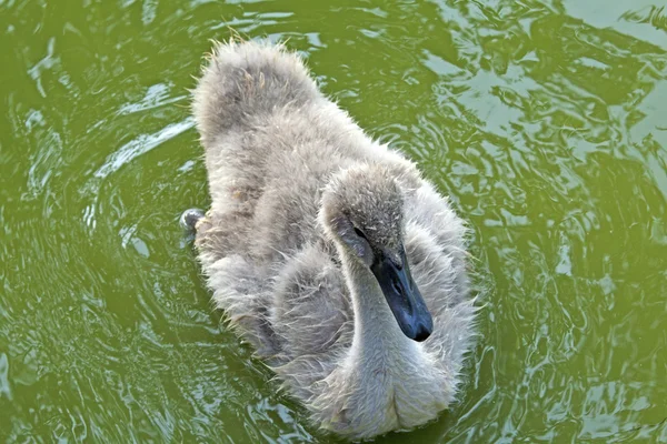 Young swan — Stock Photo, Image