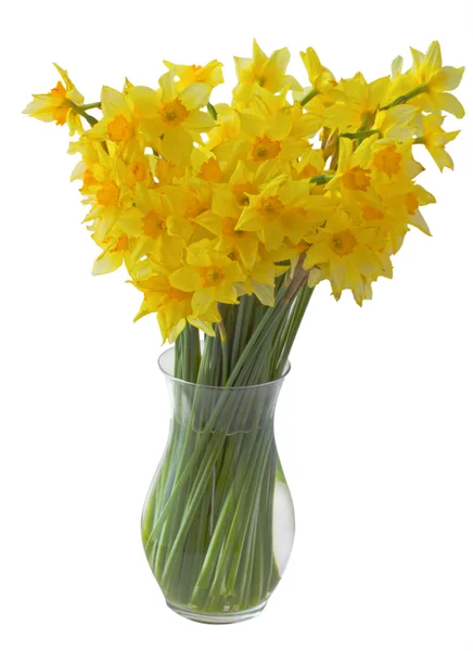 stock image Yellow daffodils