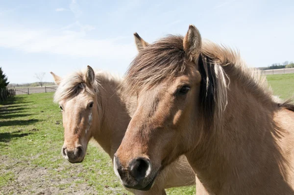 馬のペア — ストック写真
