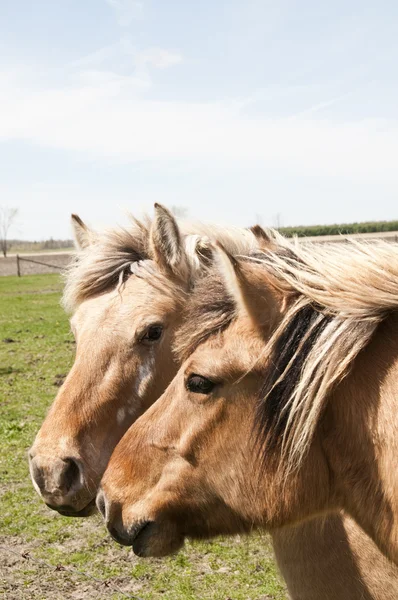 Cabezas de caballo — Foto de Stock