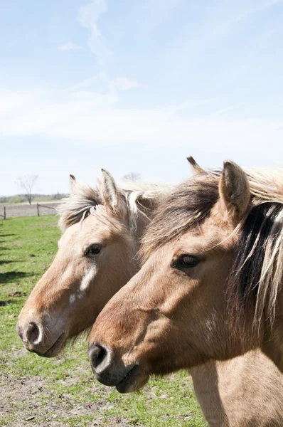 Två hästar — Stockfoto