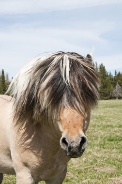 Horse head clipart