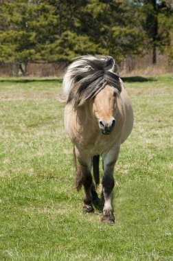 Horse in field clipart