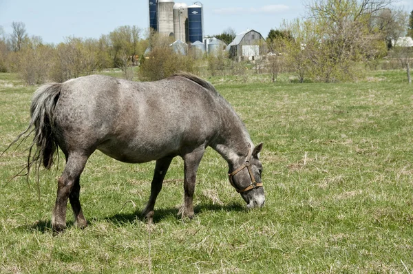 灰色の馬 — ストック写真