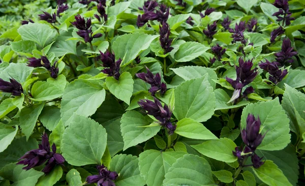 stock image Garden centre plants