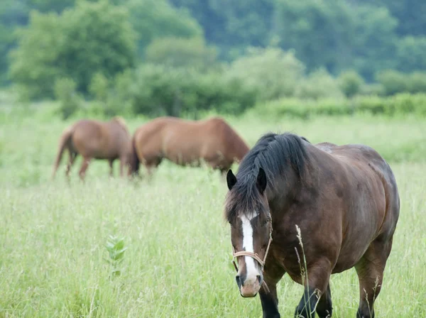 Betande hästar — Stockfoto