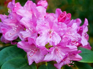 Pink azalea clipart