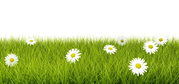 Gras mit Blumen — Stockfoto