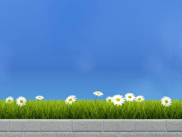 Cama de flores com grama e camolina — Fotografia de Stock