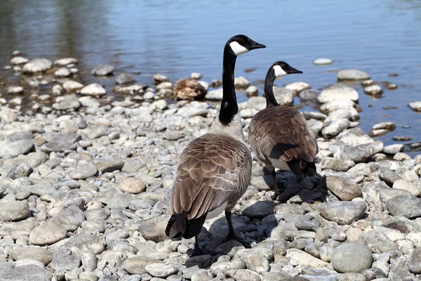Two canadian geese on rocky river bank — Stock Photo, Image