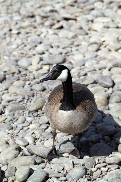 Canadian goose närbild stående på floden stenar — Stockfoto